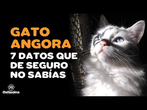 Video: Raza De Gato Angora Turco Hipoalergénico, Salud Y Vida útil