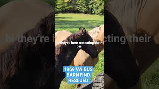 VW Bus held captive by horses #volkswagen #vwbus #baywindow