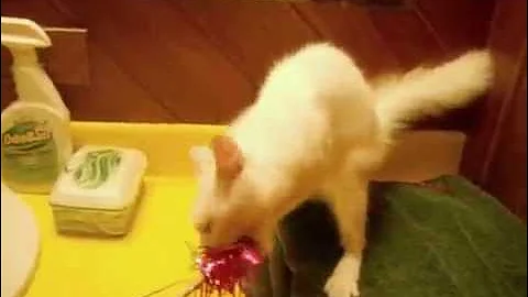 Video 11690731: odd eyes turkish angora, eyed white turkish angora