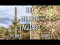 The mighty Saguaro cactus, re-potting one-year old seedlings, the terrible summer of 2020 & more!