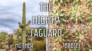 The mighty Saguaro cactus, re-potting one-year old seedlings, the terrible summer of 2020 & more!