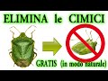 STOP CIMICI a costo zero, in modo naturale, CIMICE, BEDBUGS, PUNAISES, CHINCHERS,