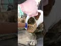 We couldn’t save his eye, but we did save his life!