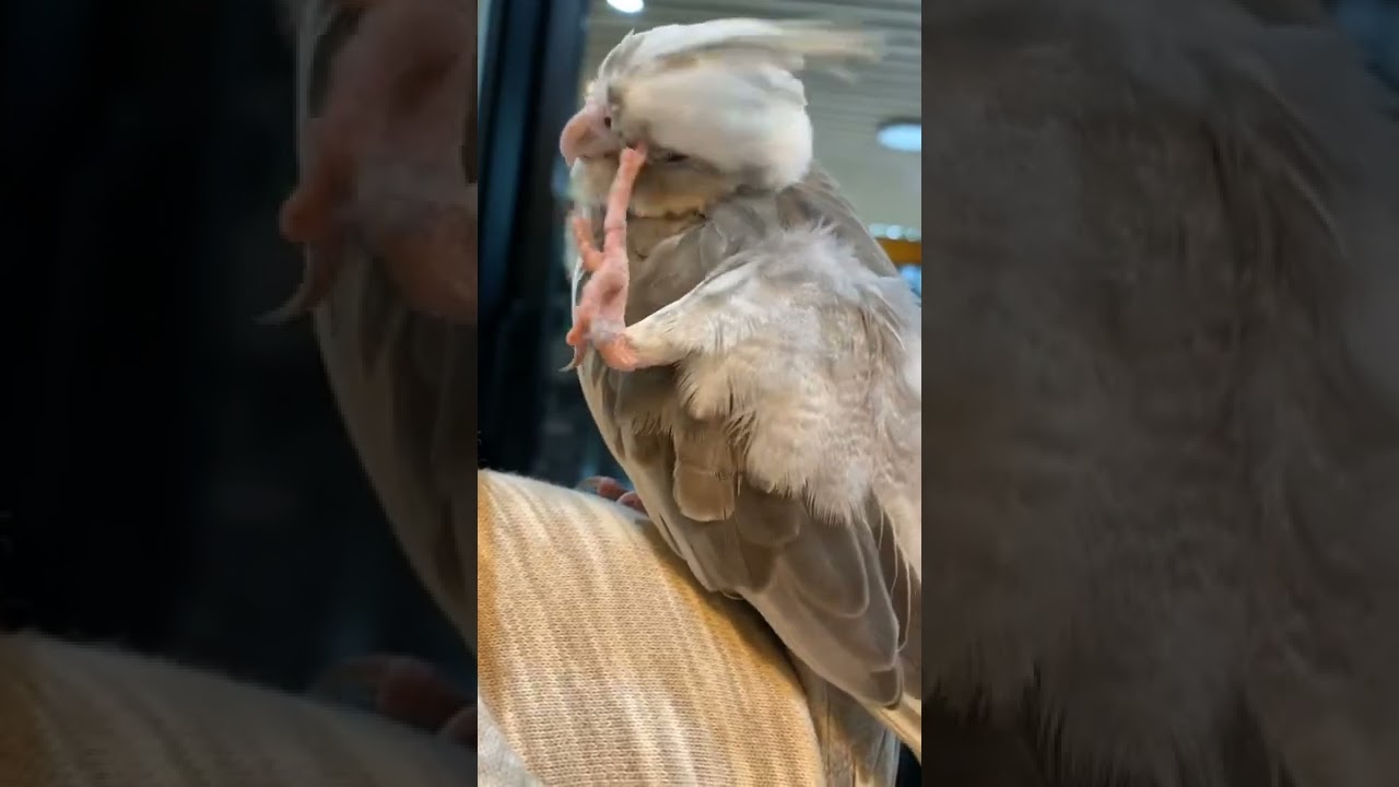 Cockatiel Parrot Scratching Head JC093 YouTube cockatiel-parrot-scratching-head-jc093-youtube