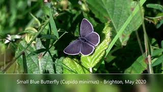 Small Blue Butterfly (Cupido minimus) - Brighton, May 2020 Cupido Minimus is the smallest resident butterfly in the UK with a wingspan as little as 16mm in some cases.

In this video you can get a sense of just how small this butterfly can be when I fully reverse the zoom on my camera.

It's also a relatively scarce species, experiencing a decline in both population and distribution and is  a Priority Species on the UK Biodiversity Action Plan.

This beautiful butterfly has dark, blue-tinted upper-side wings with dark spots on a silver-blue surface on the underwings. 

It's mostly found in small static colonies (average numbers c30) on patches of sheltered southern chalk grasslands, but only where Kidney Vetch, the sole foodplant of its larvae can be found, and on which the female lays her eggs.

Males set up territories, which they defend vigorously, in sheltered positions, perching on tall grass or scrub. Both sexes can be found from late afternoon onwards in communal roosts, facing head down in long grass.

It flies from mid-May to August  ion two broods although