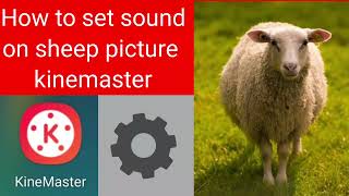 How to set sound on sheep animal.picture using kinemaster  easy steps screenshot 4