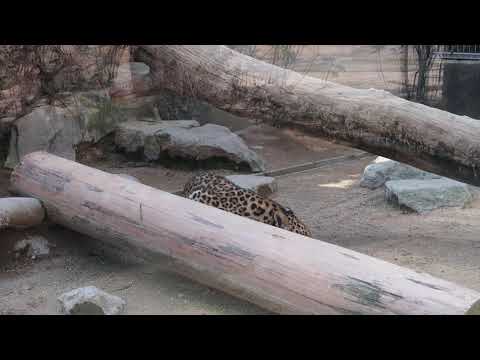 #1-4 March 2020 Amur leopard at Oji zoo, Kobe, Japan