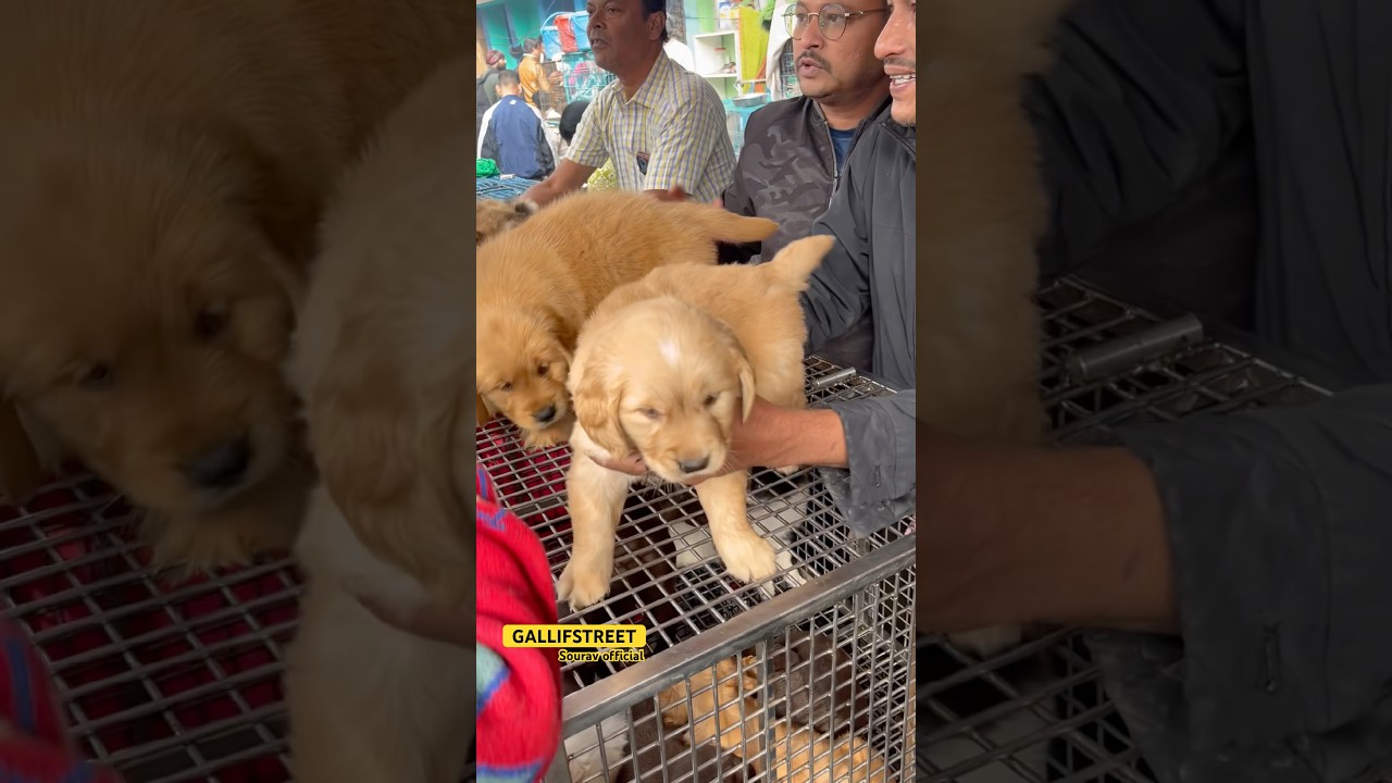 GALLIFSTREET pet market/dog market Kolkata |