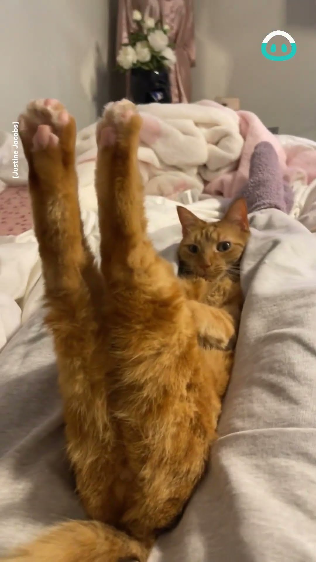 Orange Cat Shows Off Its Paws || ViralHog