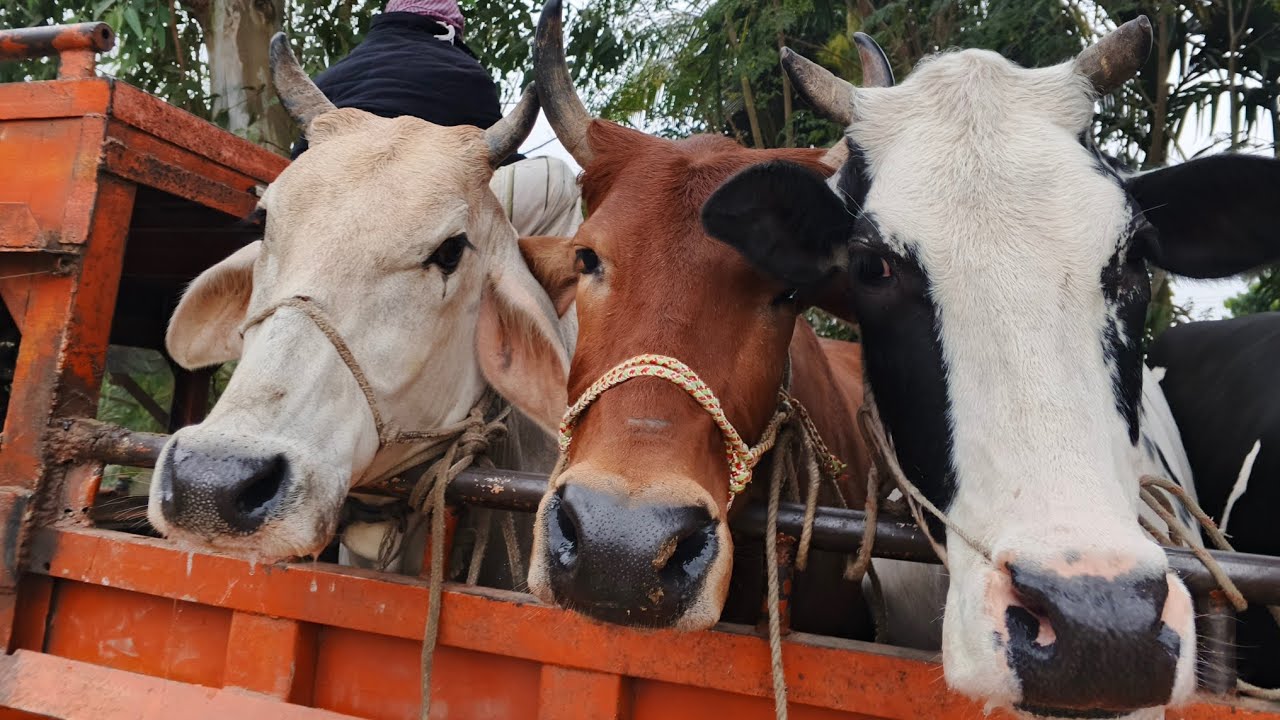 Big Cow Unloading 😱 | Cow Videos | Cow Video | Animal | Goru Hamba