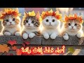 اسماء قطط كيوت اناث 2025 اسماء قطط