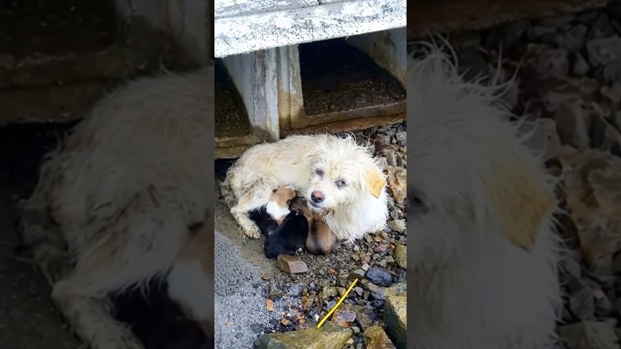 Molly’s Unwavering Love: A Journey to Safety and Healing