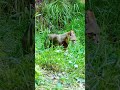 Colocolo kitten #shorts #short #shortvideo #cute #cat #kitten #wildlife #animals