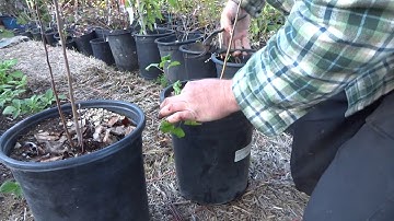 Harvesting -Propagating Apple Rootstocks from Root Suckers--Ben Kotnik