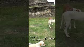 Pre-Hispanic Ruins | Ancient City El Tajin | 🇲🇽 Veracruz Mexico #short #shortsvideo #shorts
