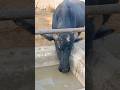 buffalo farming, buffalo talaab, buffalo cartoon, bhains wala cartoon,#cows #animals #buffalo