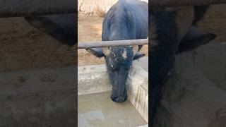 buffalo farming, buffalo talaab, buffalo cartoon, bhains wala cartoon,#cows #animals #buffalo