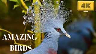 Birds 4k: The Largest Amazing Birds of the World/ Rare Birds / Nature Film