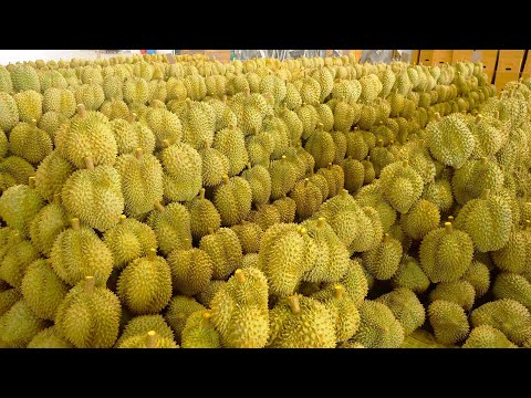 Vídeo: Quan és el festival del durian?