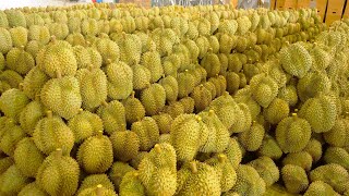 Thai Durian Farm Exports 500,000 Tons of Durian to China Every Year - Thai Street Food