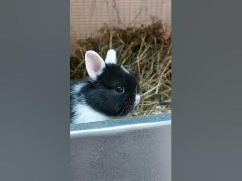 Нидерландский карликовый кролик #карликовыйкролик - YouTube