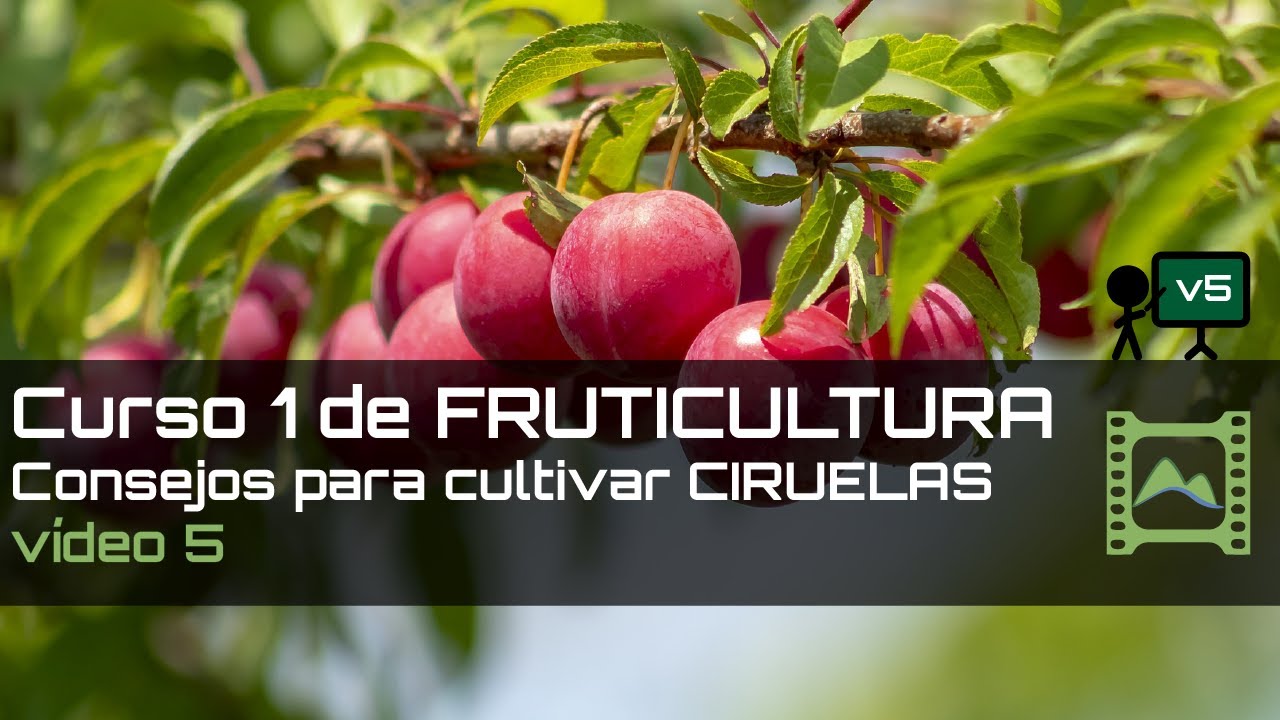 Consejos para cultivar CIRUELAS Curso básico de FRUTICULTURA 2020: Capítulo 5 | LdN