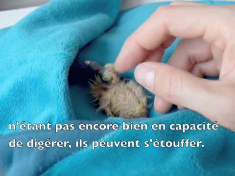 Bebe Pigeon 0 3 Jours Youtube Bebe Pigeon 0 3 Jours Youtube