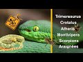 Visite chez un passionné de serpents venimeux (+ arachnides)