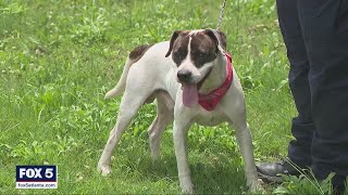 Animal control officer saves 9 dogs, including litter of puppies, from Clayton County forest fire