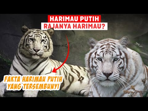 Video: Harimau putih Bengal, luar biasa dan cantik