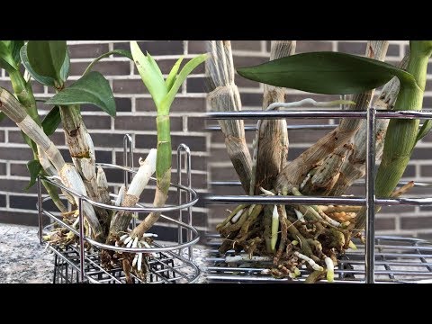 Video: Orchid: pagpaparami at pangangalaga sa bahay, larawan