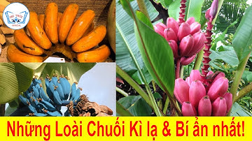 Ngỡ ngàng những giống chuối kì lạ và bí ẩn nhất thế giới | Sự thật thú vị | TRI THỨC Official