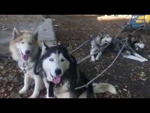 ბორჯომში ძაღლებს \"მარხილში\" აბამენ და ატრაქციონად იყენებენ - ბიზნესი თუ ცხოველთა უფლებების დარღვევა