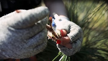 Top Grafting Saves Years in Forestry Research