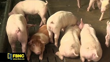 FBNC - VISSAN SẼ GIẢM THÊM GIÁ THỊT HEO ĐỂ THÚC ĐẨY TIÊU THỤ