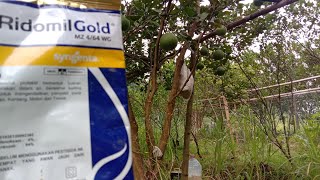 Fungisida Ridomil Gold Untuk Jeruk