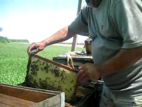 монофлерный мед,акация.flv