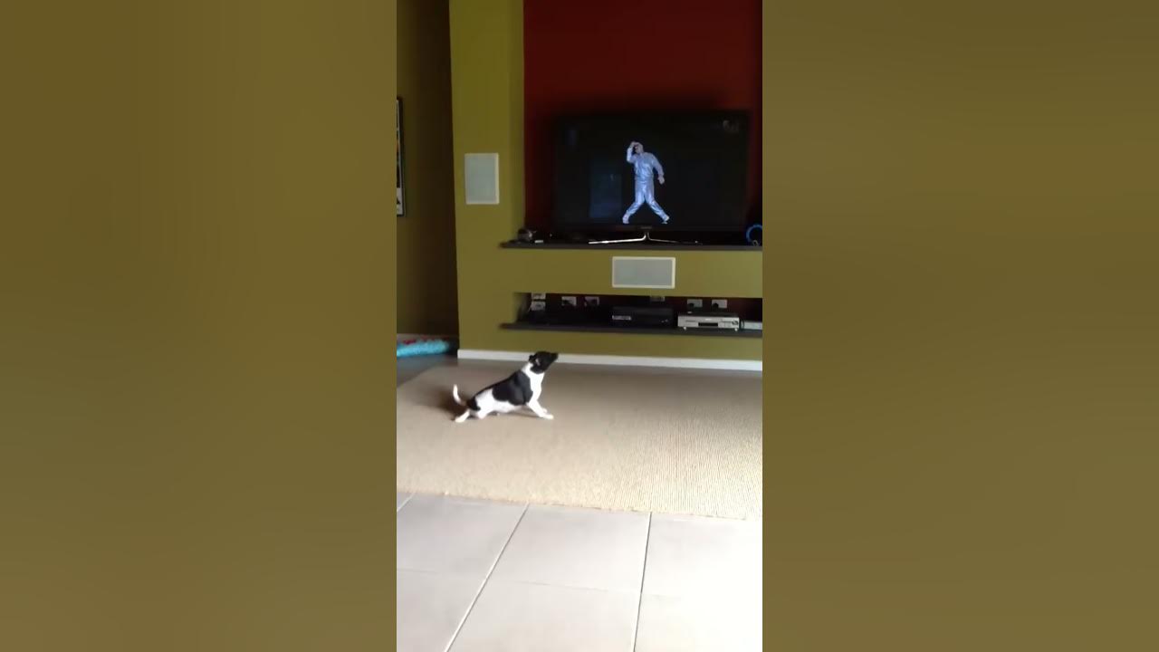 Shake it PUP Taylor Swift YouTube