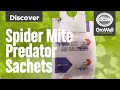 Spider Mite Predator Sachets | DISCOVER