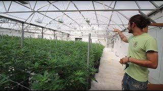 LED Grow Lights: Growing Hemp in a Greenhouse at Ambary Gardens.