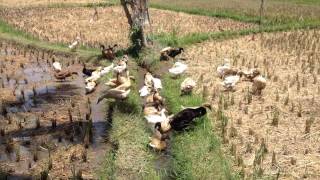 Those beautiful Balinese ducks, working the rice paddies Ubud, Bali