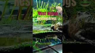 frogs frog shortsvideo