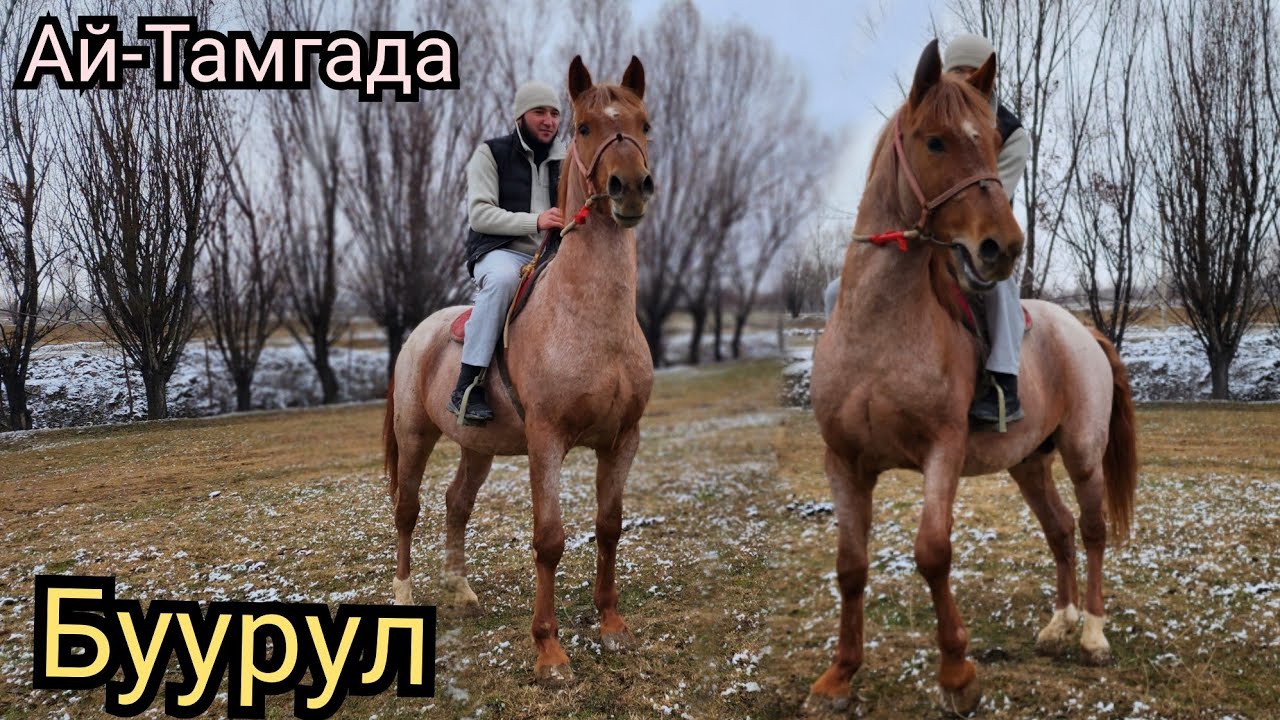 буурул АЙ ТАМГАНЫН АТЫ🐎9 декабря 2022 г.