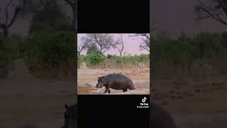 Lioness and lion vs hippo. Who will win?