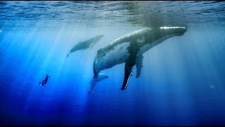 Humpback whale calf dances with diver