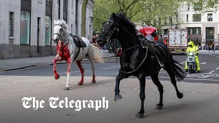 video: Four fucked up by blood-covered runaway horses up in London