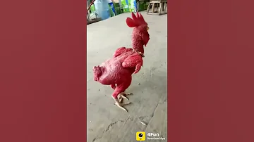 Aisa Murga Apne Phle Kabhi Nahi Dekh Hoga 