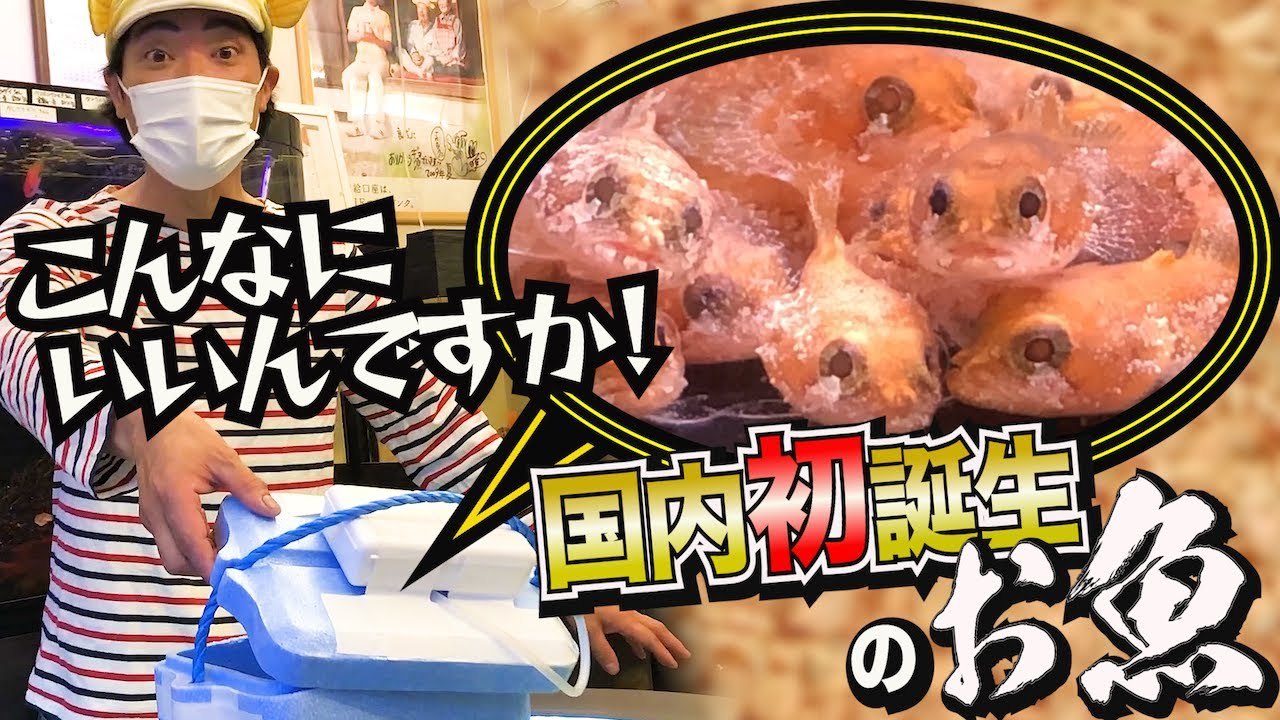 国内初誕生のお魚の赤ちゃんをさかなクンにお届けします! - YouTube 国内初誕生のお魚の赤ちゃんをさかなクンにお届けします! - YouTube