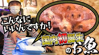 国内初誕生のお魚の赤ちゃんをさかなクンにお届けします！