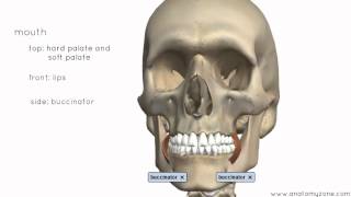 Introduction to the Digestive System Part 1 - Mouth and Pharynx - 3D Anatomy Tutorial